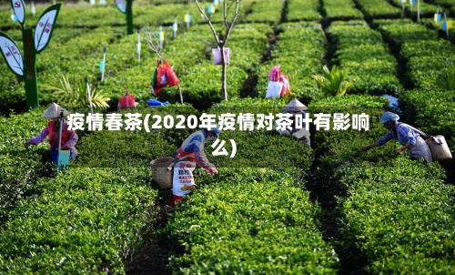 疫情春茶(2020年疫情对茶叶有影响么)-第3张图片