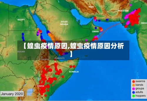 【蝗虫疫情原因,蝗虫疫情原因分析】-第2张图片